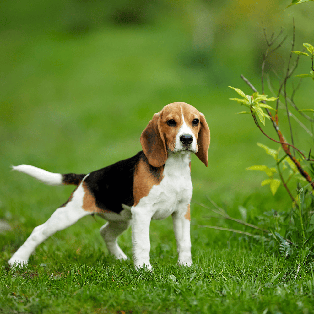 Tricolor Beagle sniffing in a green park