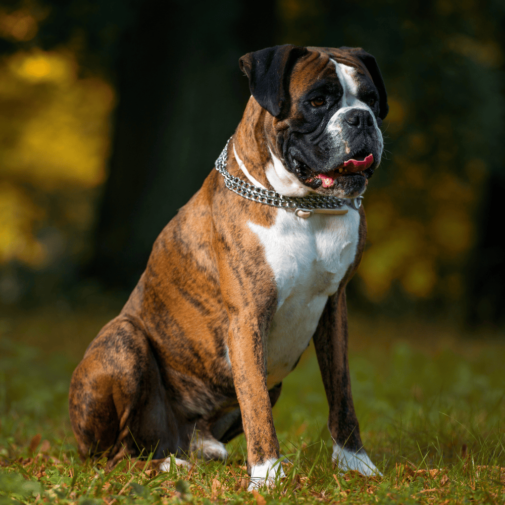 Muscular Boxer dog with short coat running on lawn