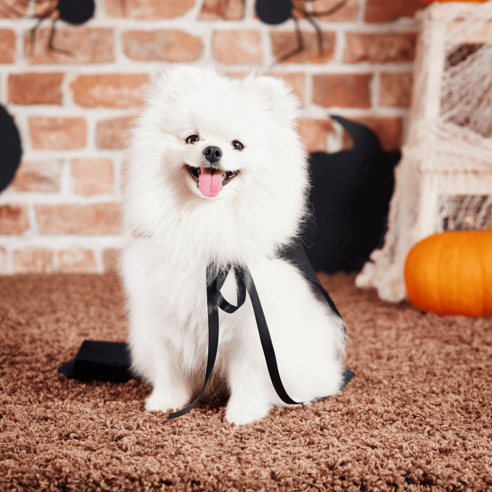 White Indian Spitz with thick coat sitting on floor mat