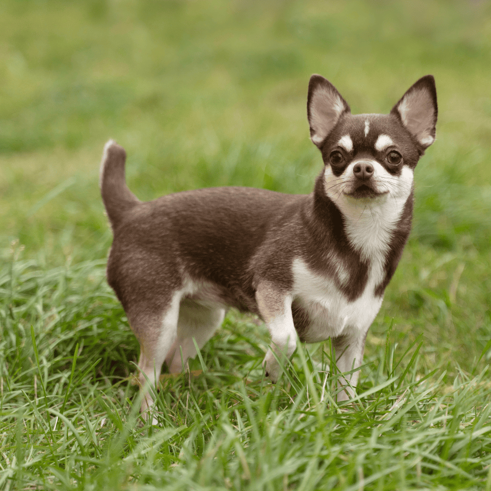 Tiny brown Chihuahua with big ears standing on grass