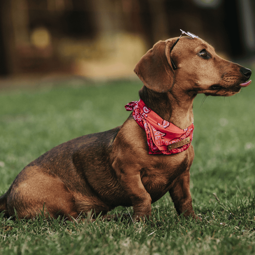 long-bodied brown Dachshund walking on sidewalk on grass