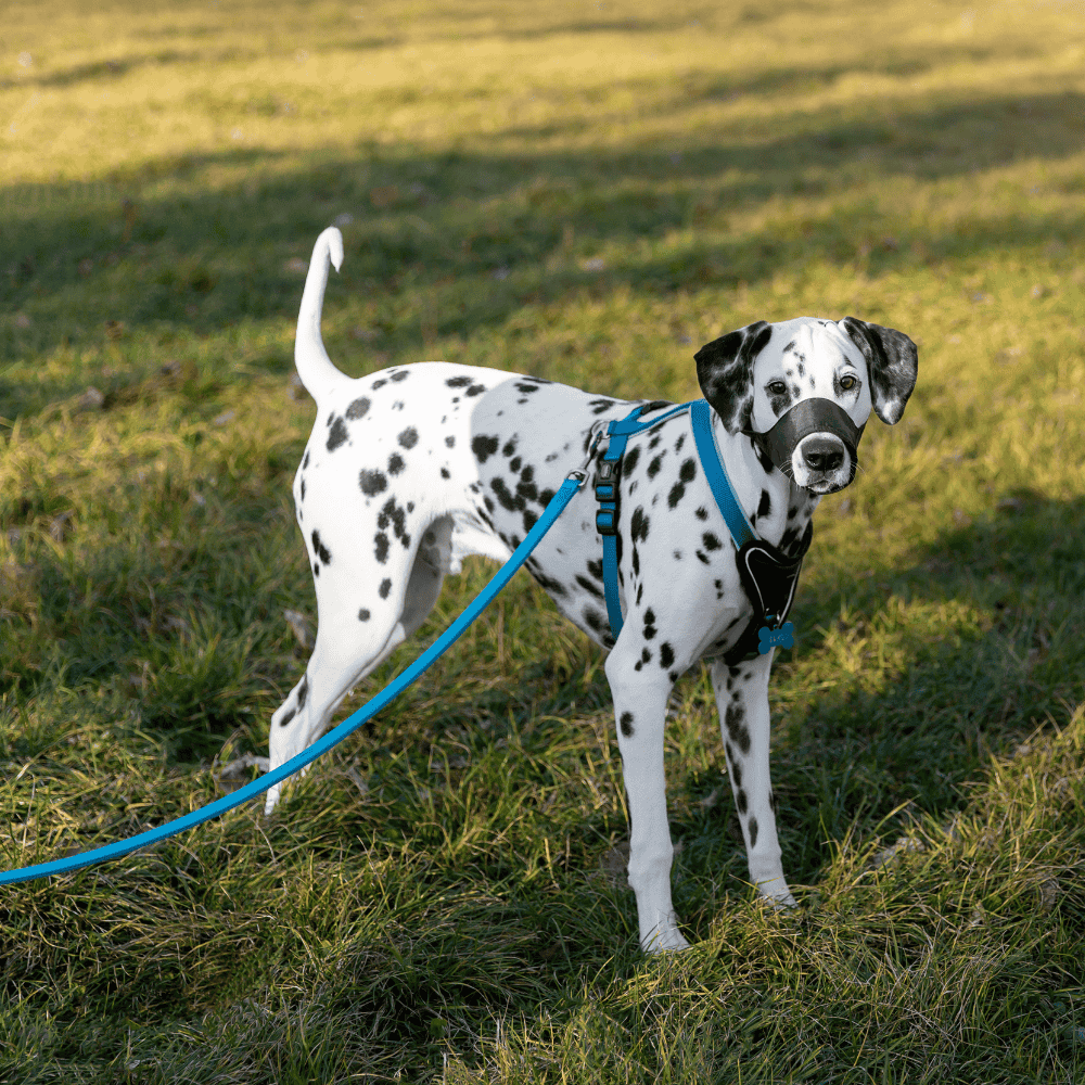 White Dalmatian with black spots playing on grass