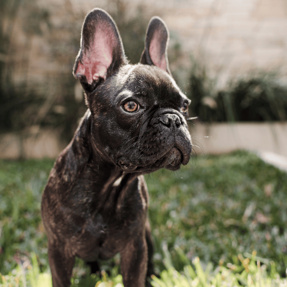 Stocky French Bulldog with bat-like ears on standing balcony at grass side