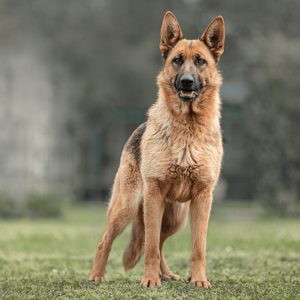 Alert German Shepherd standing guard in driveway