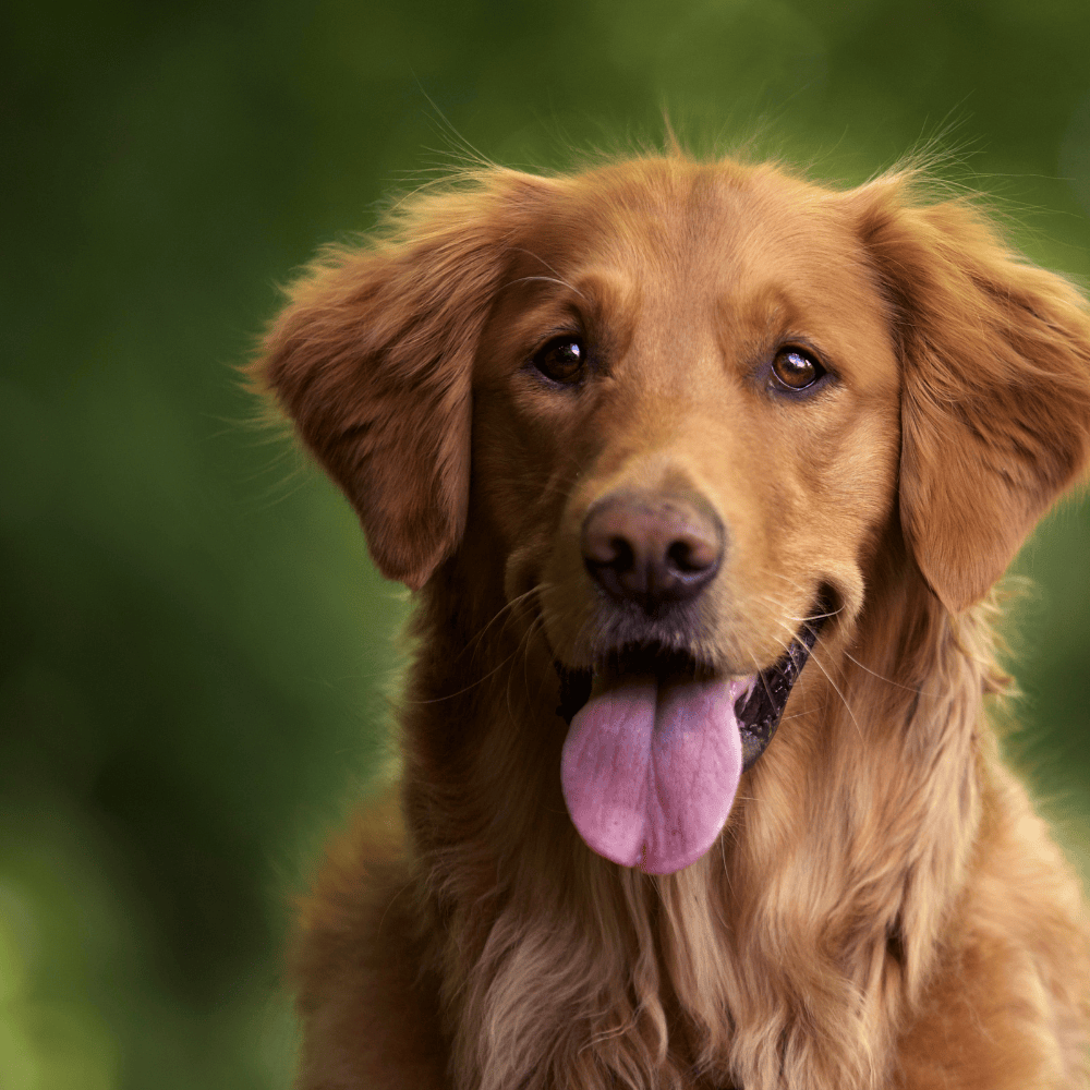 Golden Retriever with fluffy coat smiling in living room