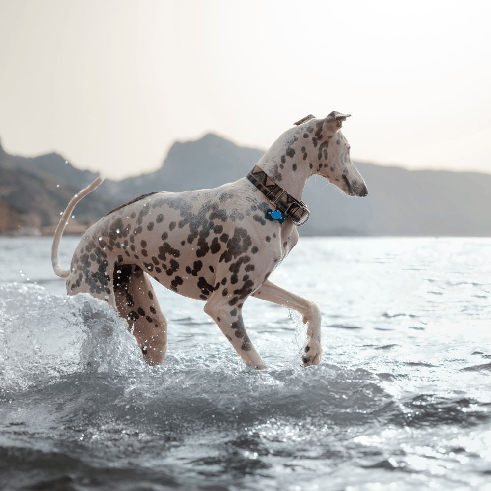 Tall Great Dane playing in waters at beach side
