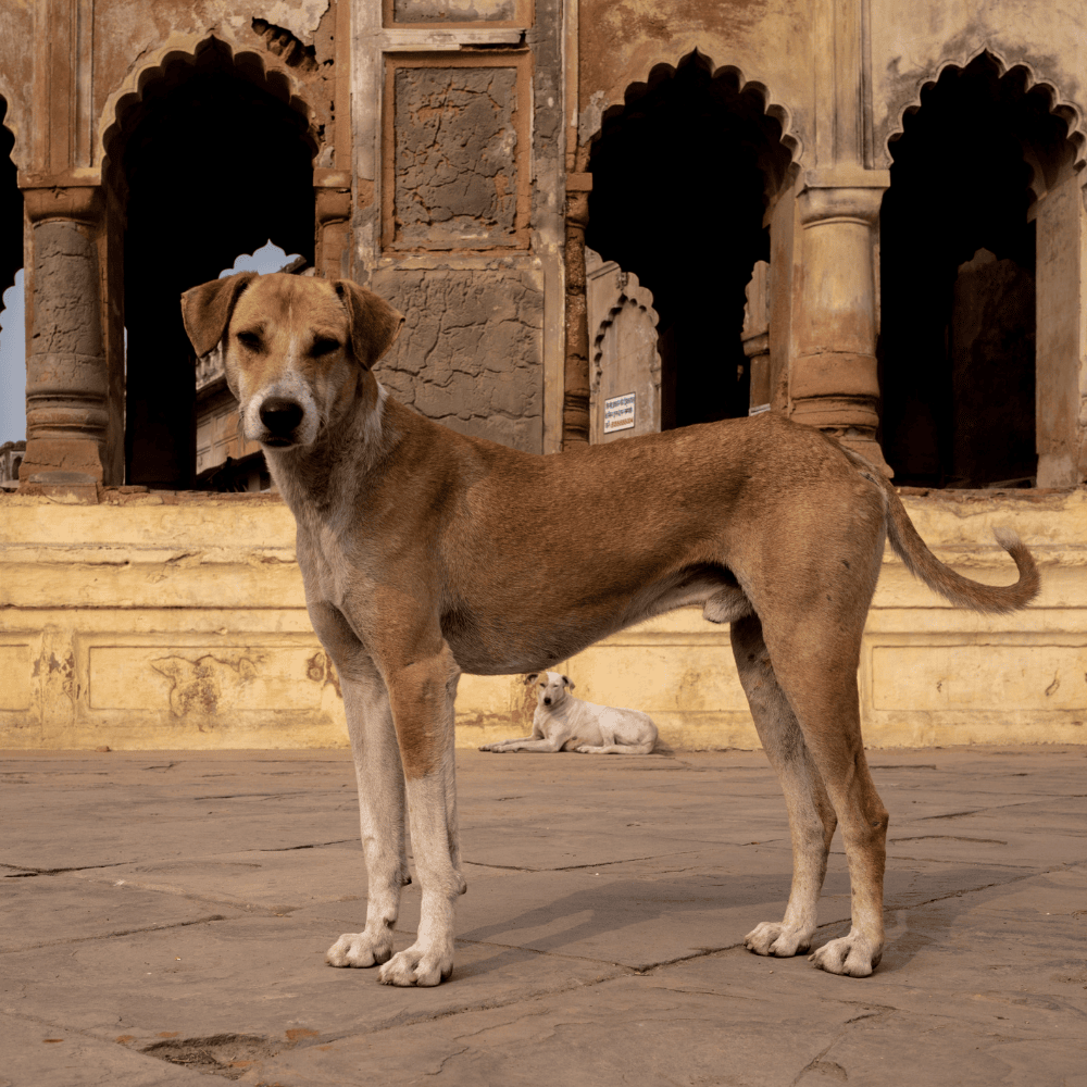 Resilient Indian Pariah Dog resting near village home
