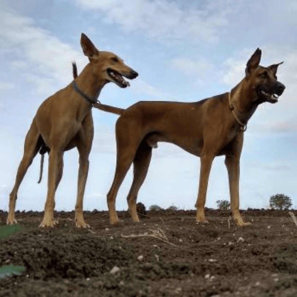 Graceful black Kanni dog with lean build in South Indian home