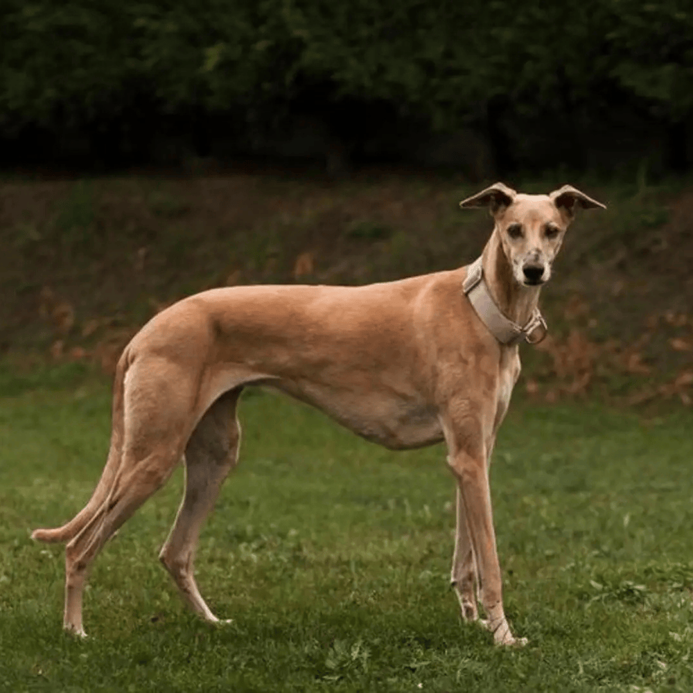 Slim, athletic Mudhol Hound in outdoor rural field