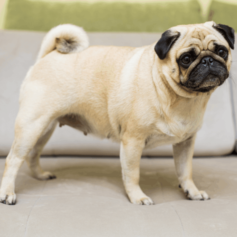 20 Best Dog Breeds For Every Home In 2026 Bowlers Pets Pug Dog Breed Health And Care 768x768 