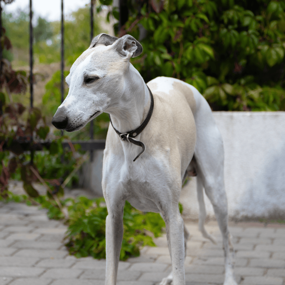Elegant white Rajapalayam dog standing in traditional Indian courtyard