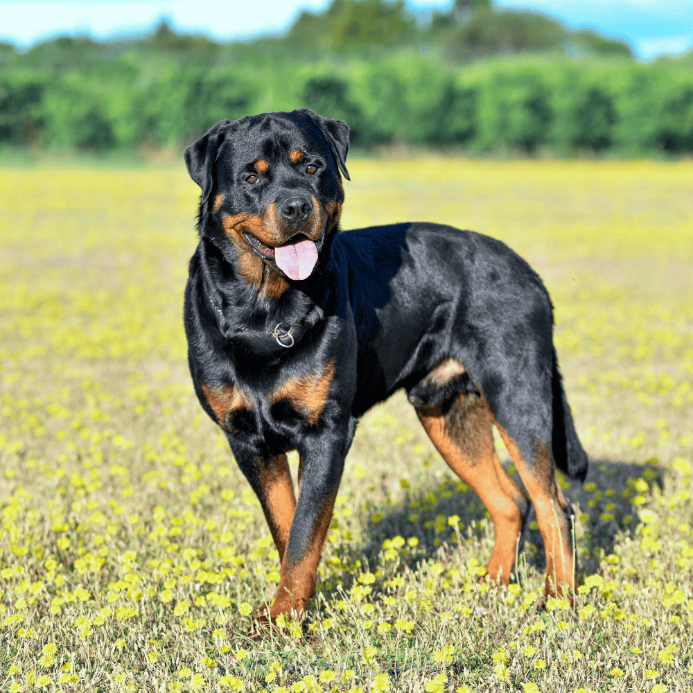 Strong black and tan Rottweiler sitting alert in backyard