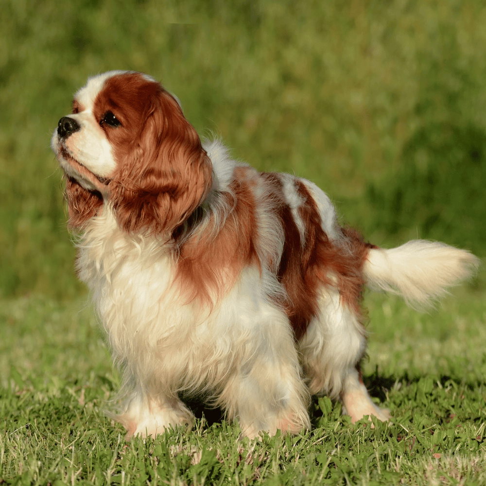 Fluffy Shih Tzu with long hair standing on grass