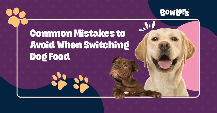 Common Mistakes to Avoid When Switching Dog Food
