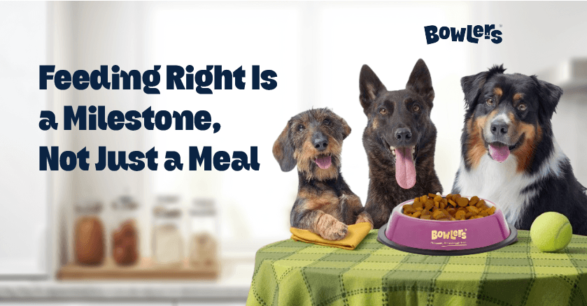 Switching Too Soon: The Risks of Moving Puppies to Adult Dog Food Early