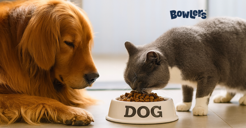 Can Dog Food Be Given to Cats? A Complete Guide for Pet Parents
