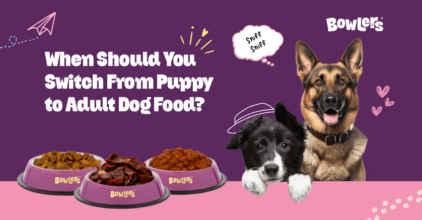 switch-from-puppy-to-adult-dog-food