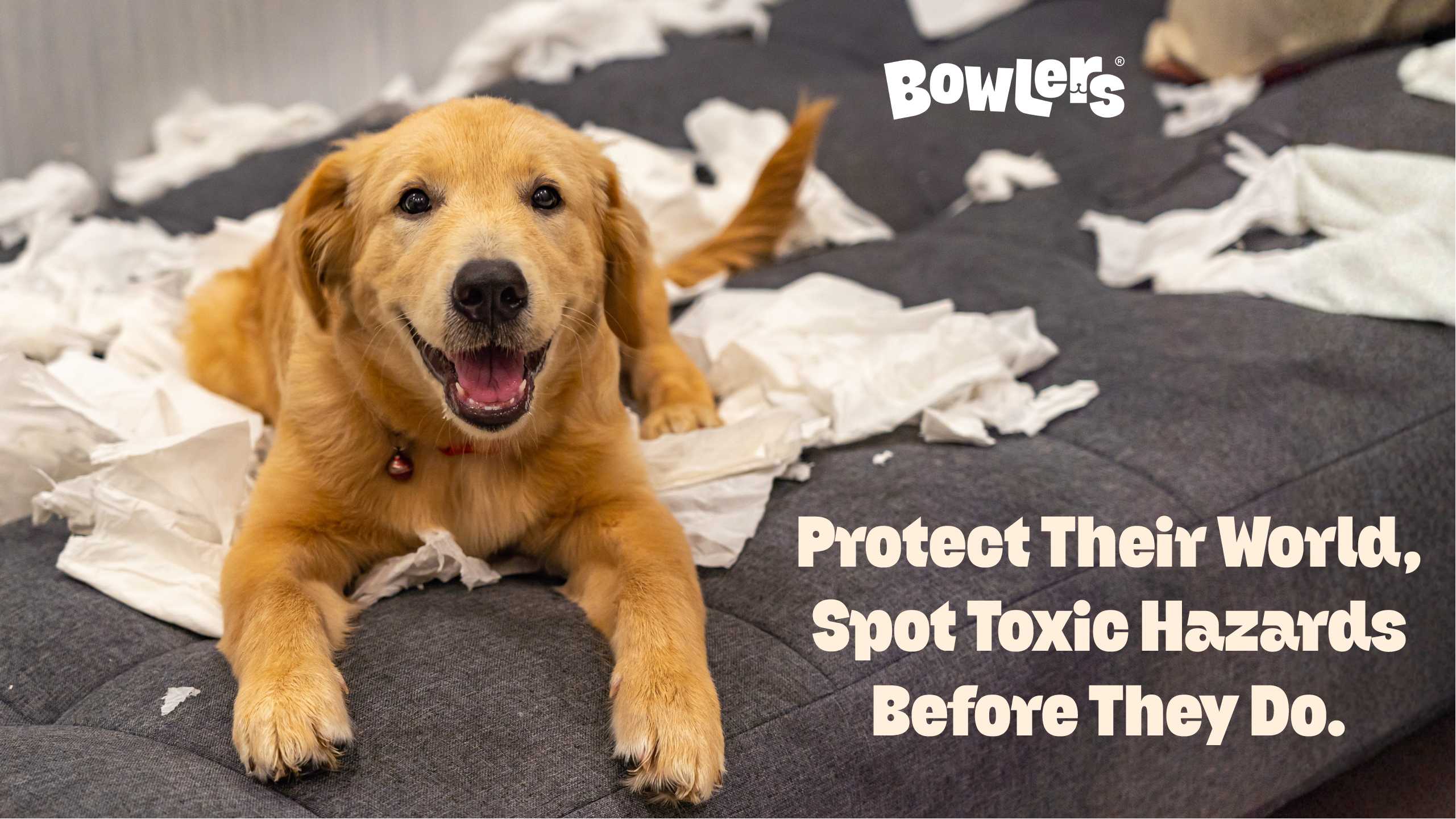 Common Household Toxic Items to Dogs
