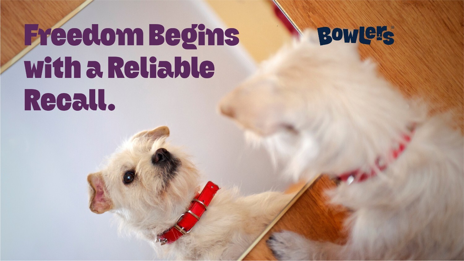 Step-by-Step Guide to Teach your Dog Recall Commands