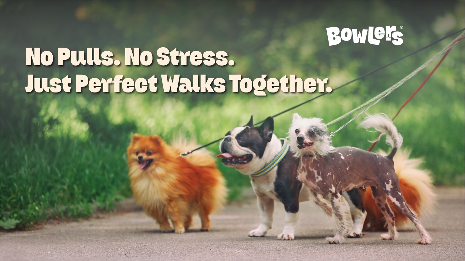 How to Leash Train Your Dog Without Pulling