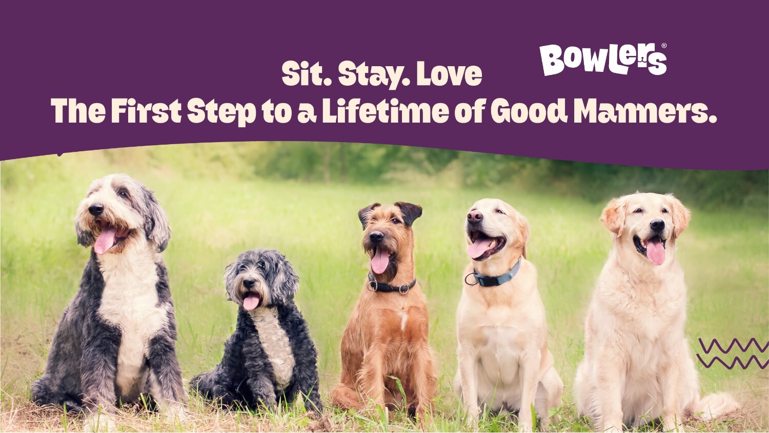 How to Train Your Dog to Sit and Stay Effectively