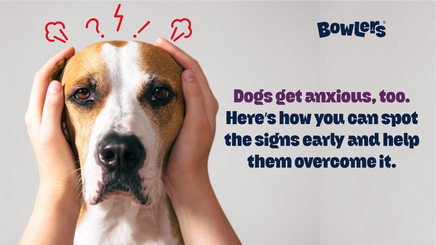 Anxious Dog - Bowlers