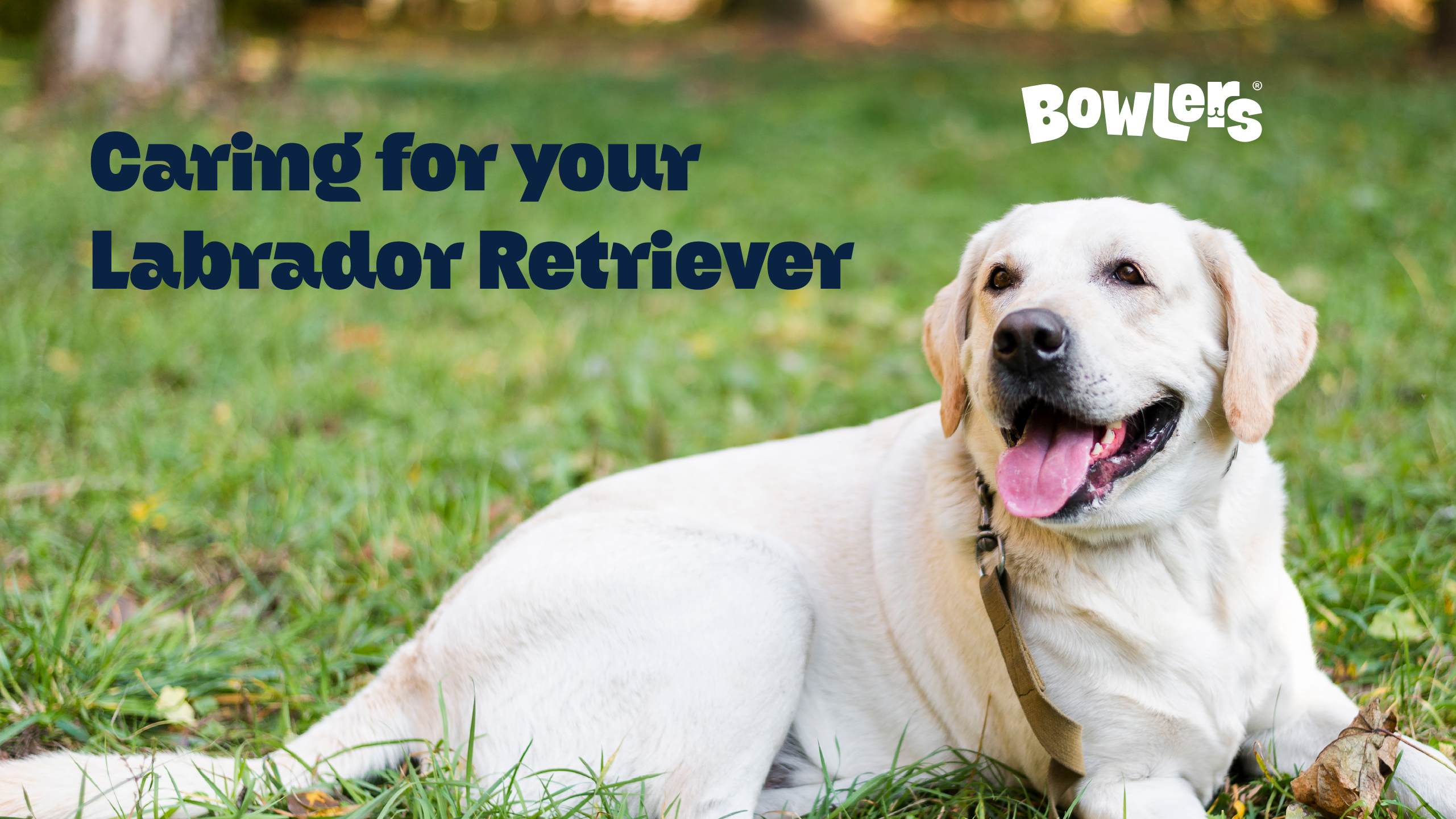 Labrador Retriever: Temperament, Training Needs, and Care