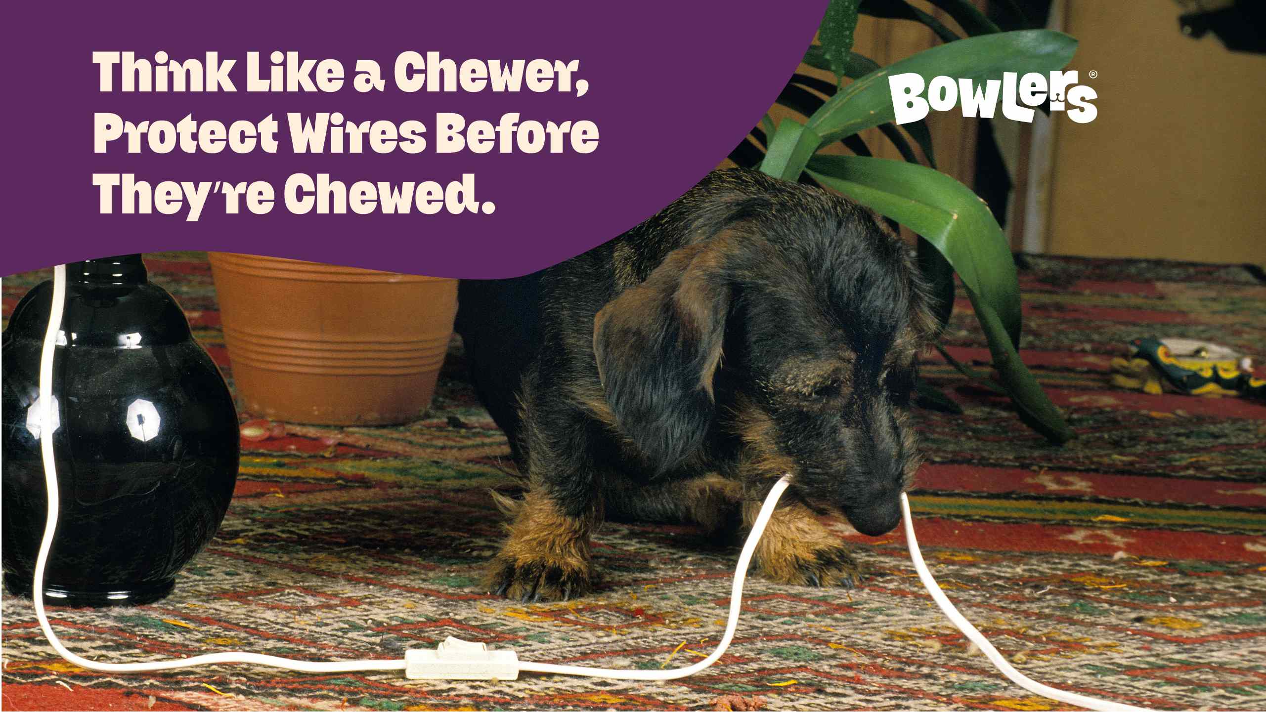 Electrical Cord and Appliance Safety for Dogs