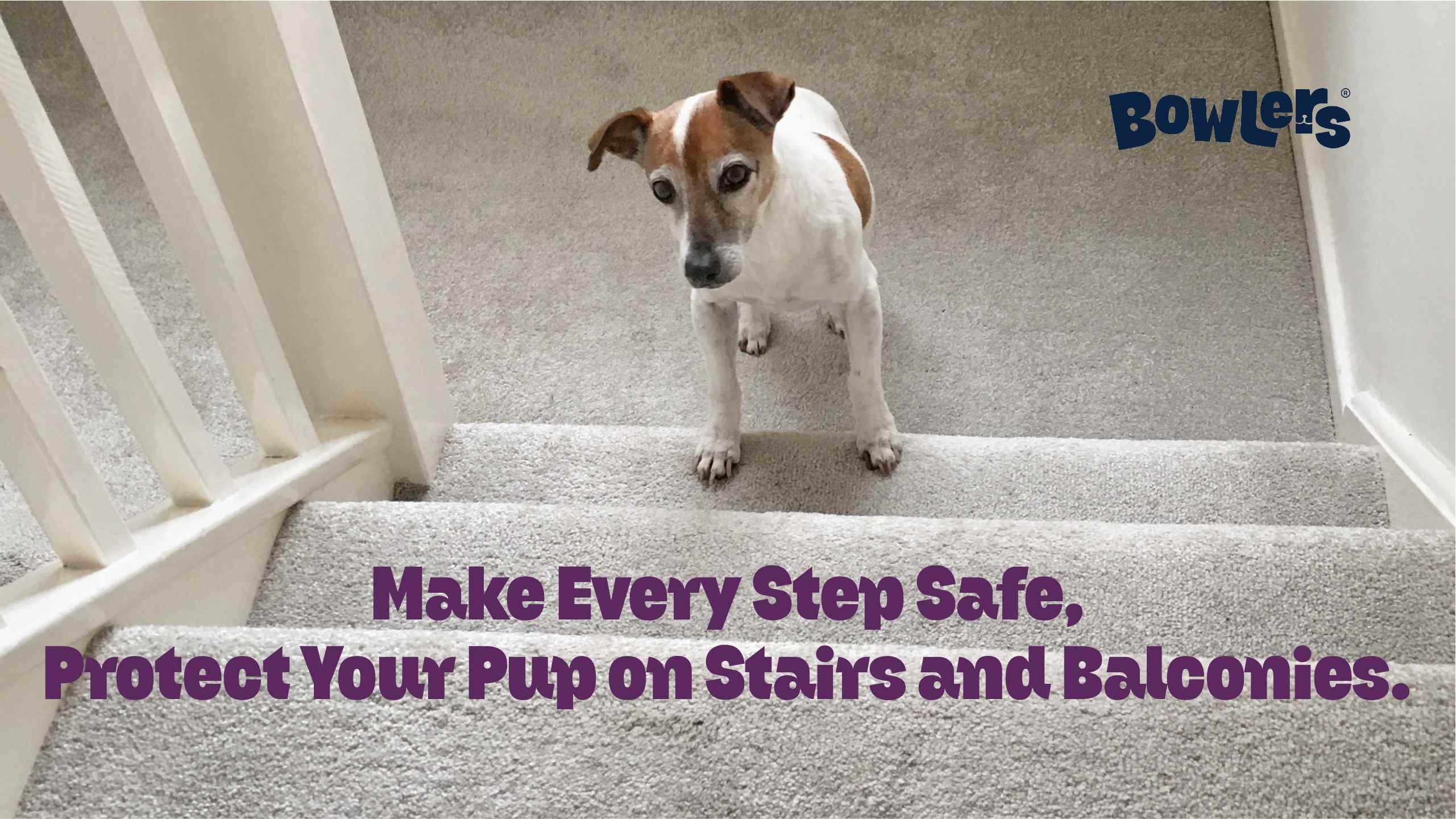 Preventing Accidents with Stairs and Balconies for Dogs