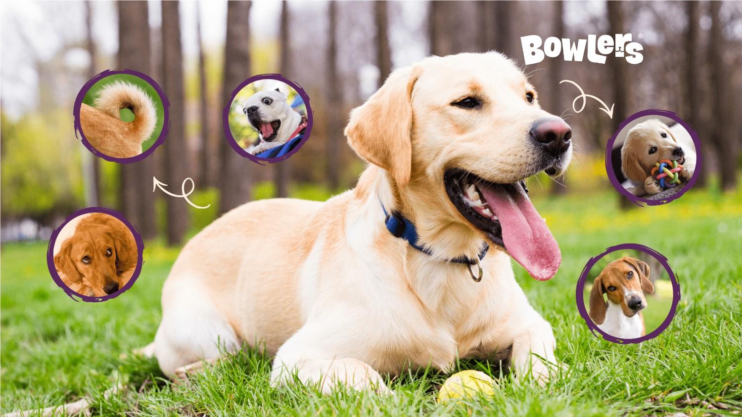 dogs body language -bowlers