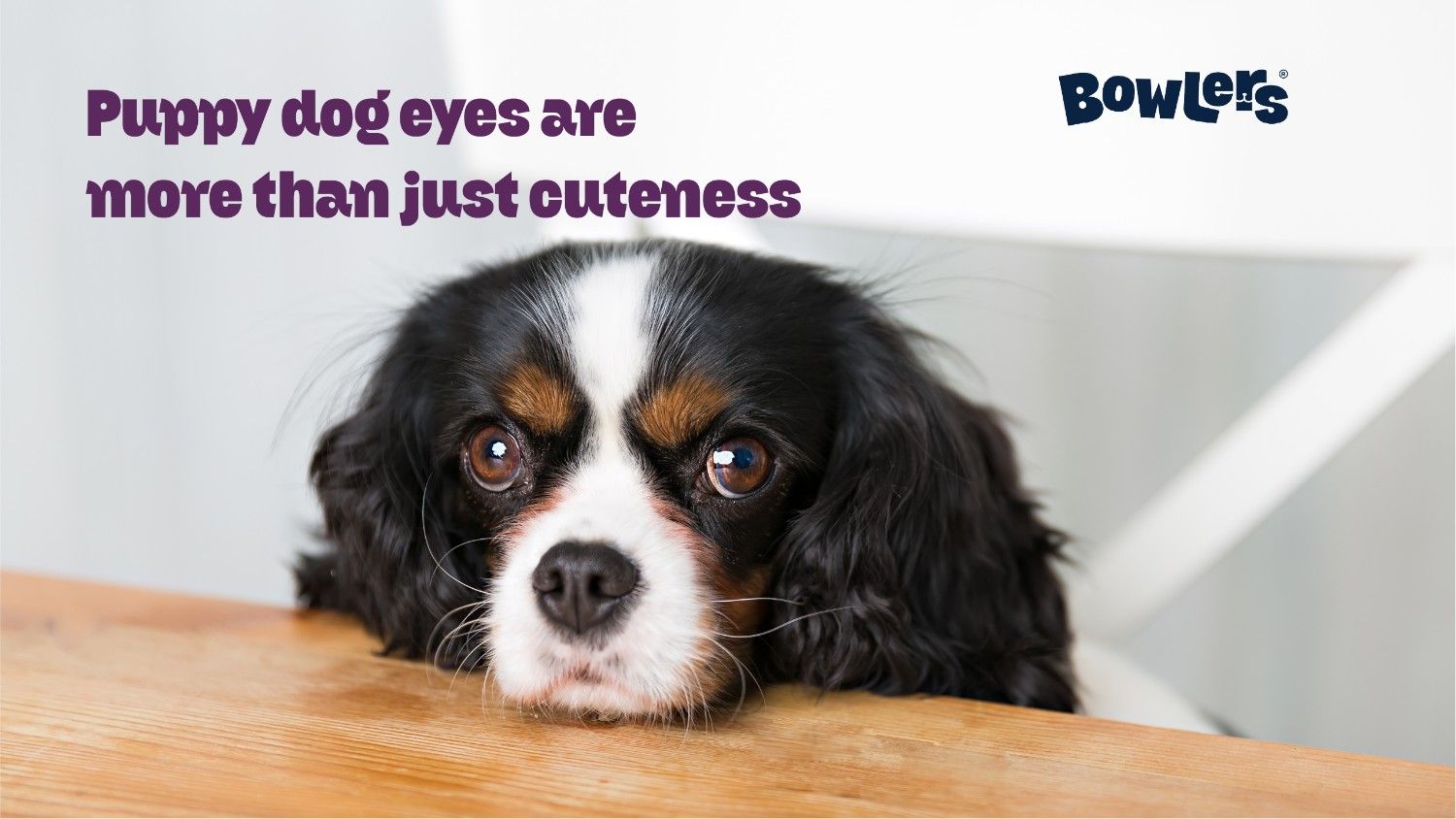 puppy dog eyes - bowlers