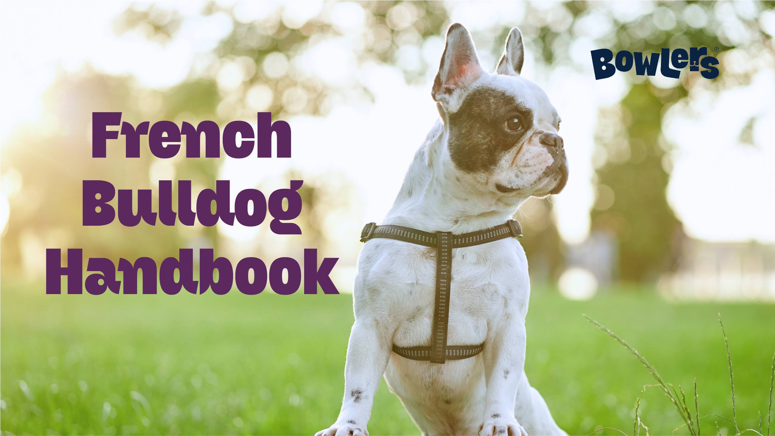 French Bull Dog Guide