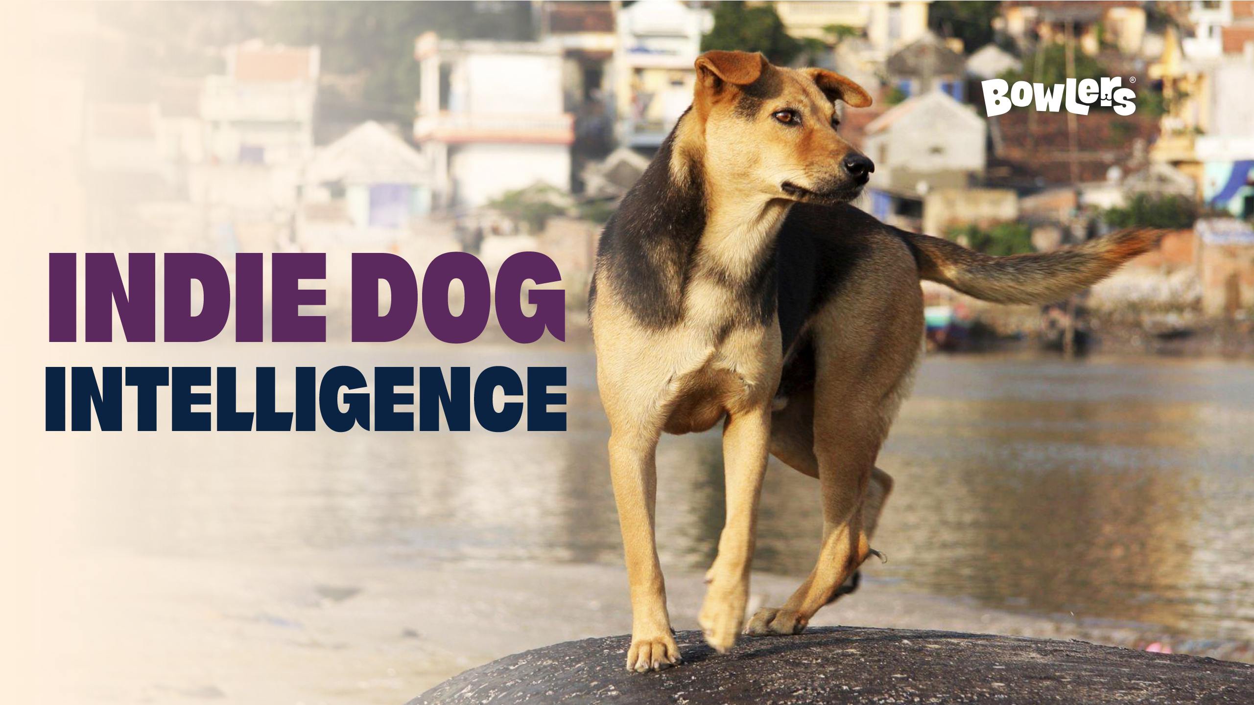 Meet the Indie Dog: India’s Healthiest, Smartest Companion