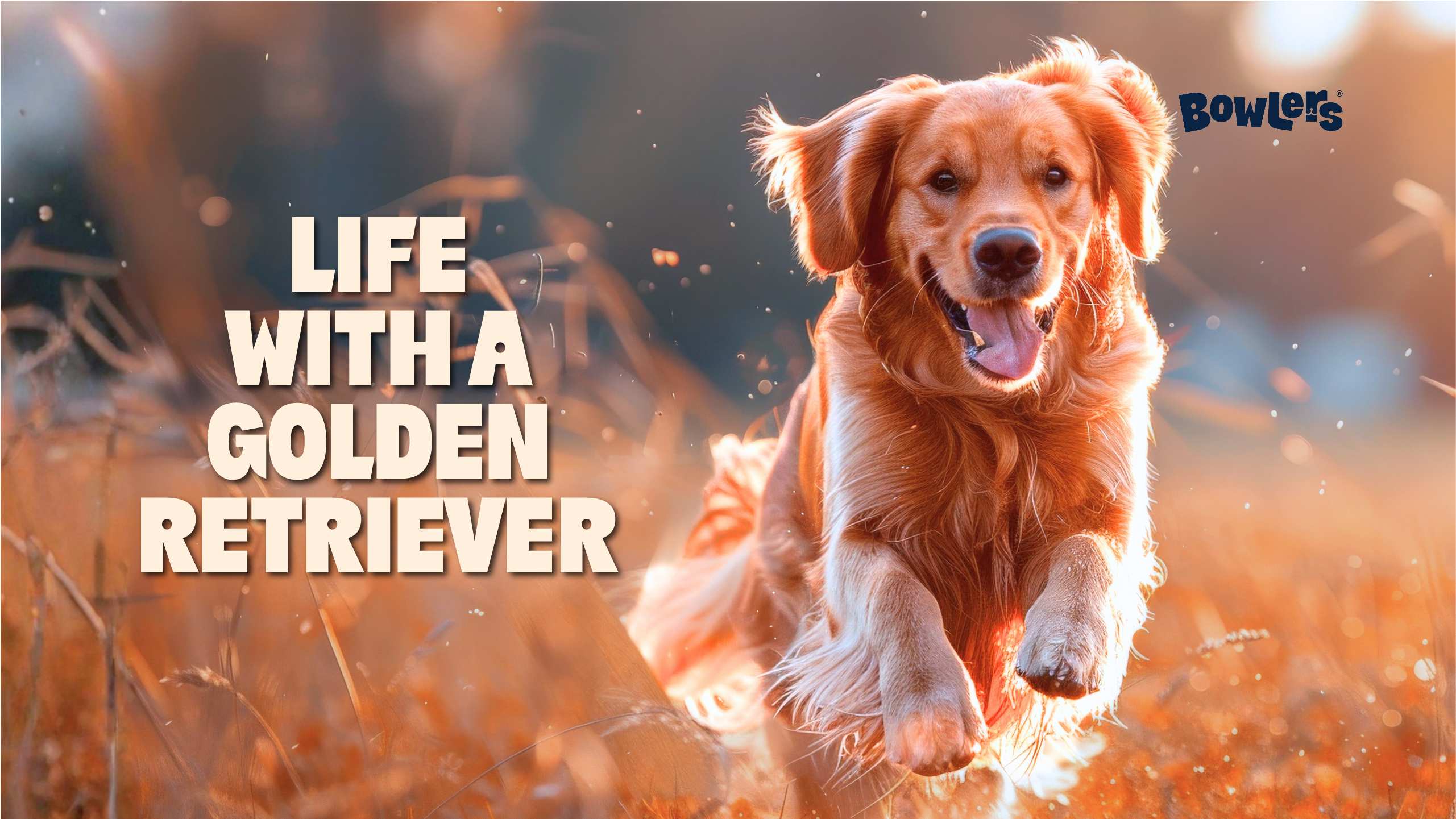 Golden Retriever: Personality, Grooming Needs & Family Life