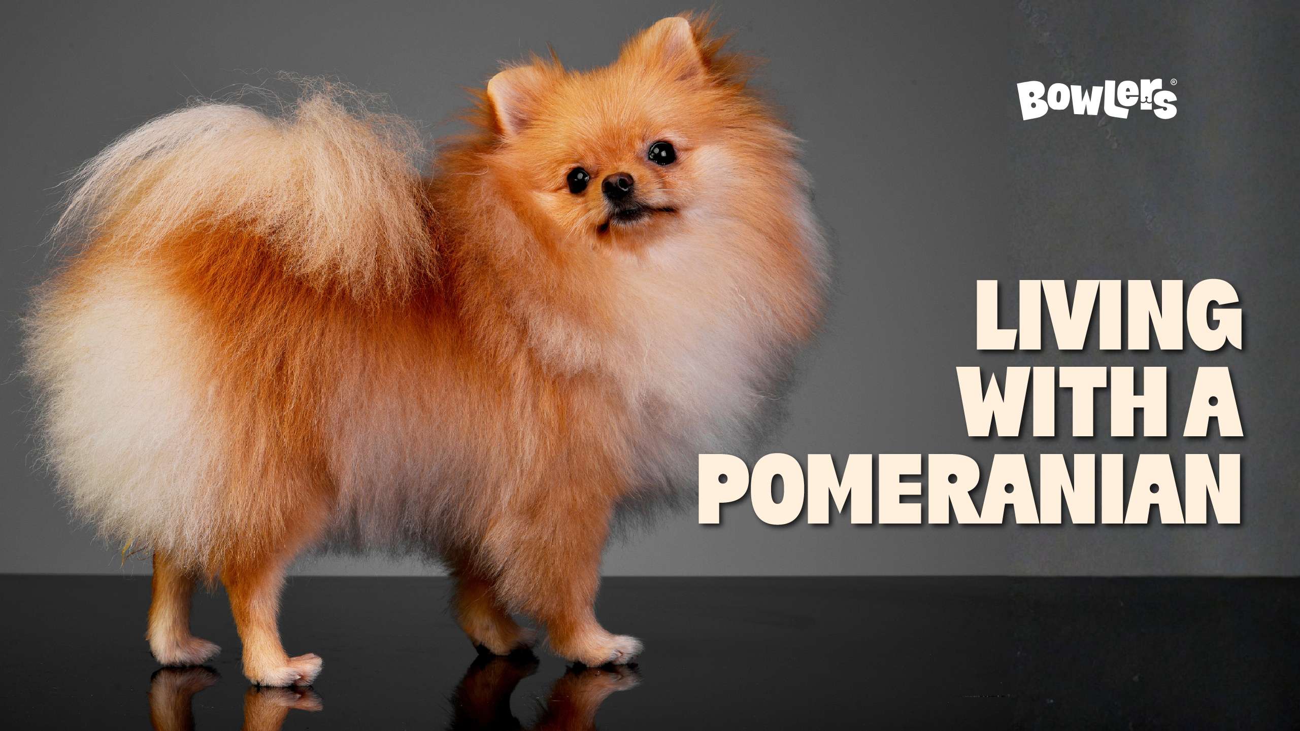 Pomeranian Dogs