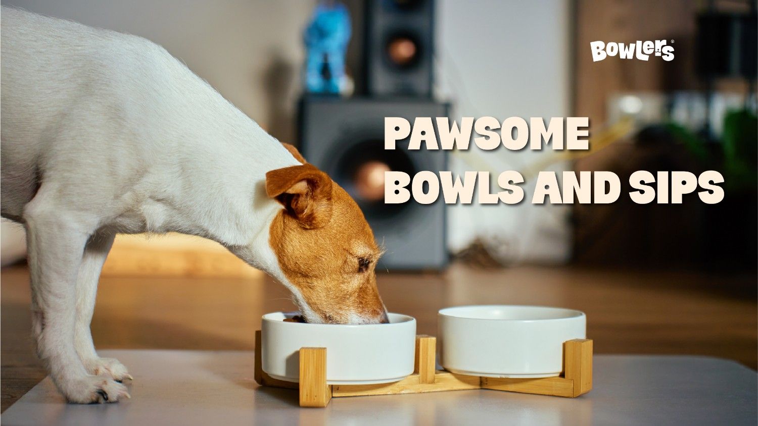 feeding bowls and water dispenser for dogs