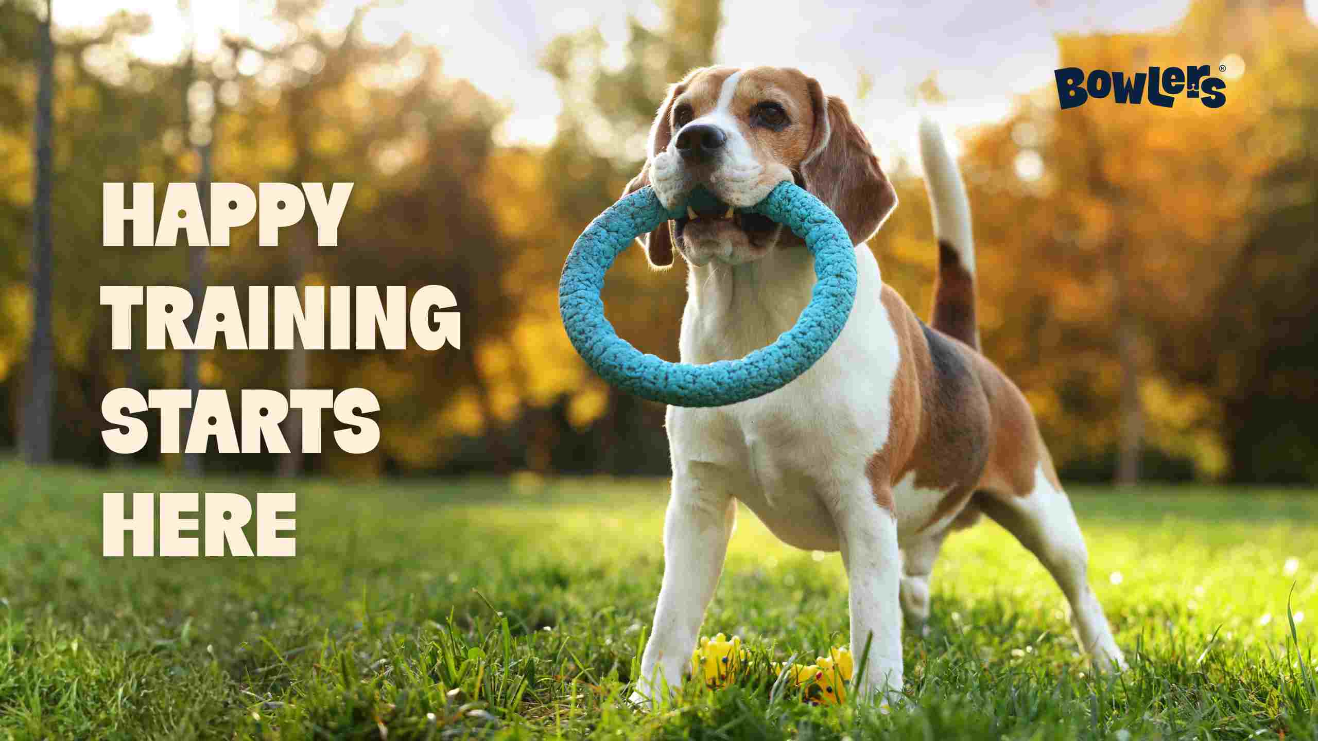 Dogs Training with Toys