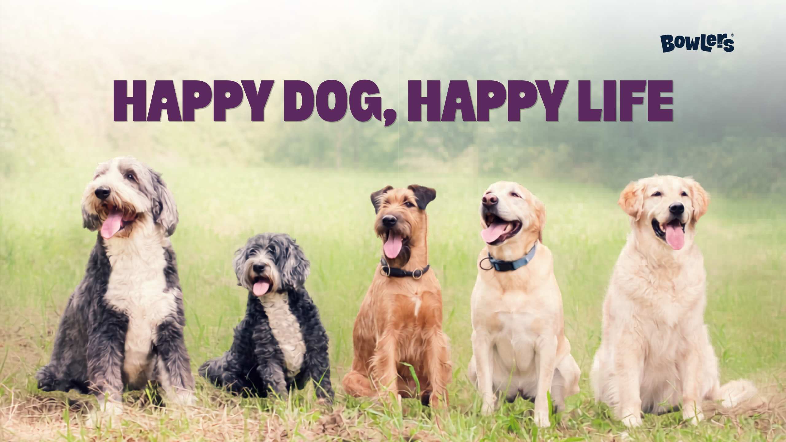 Lifestyle Tips for Happy Dogs